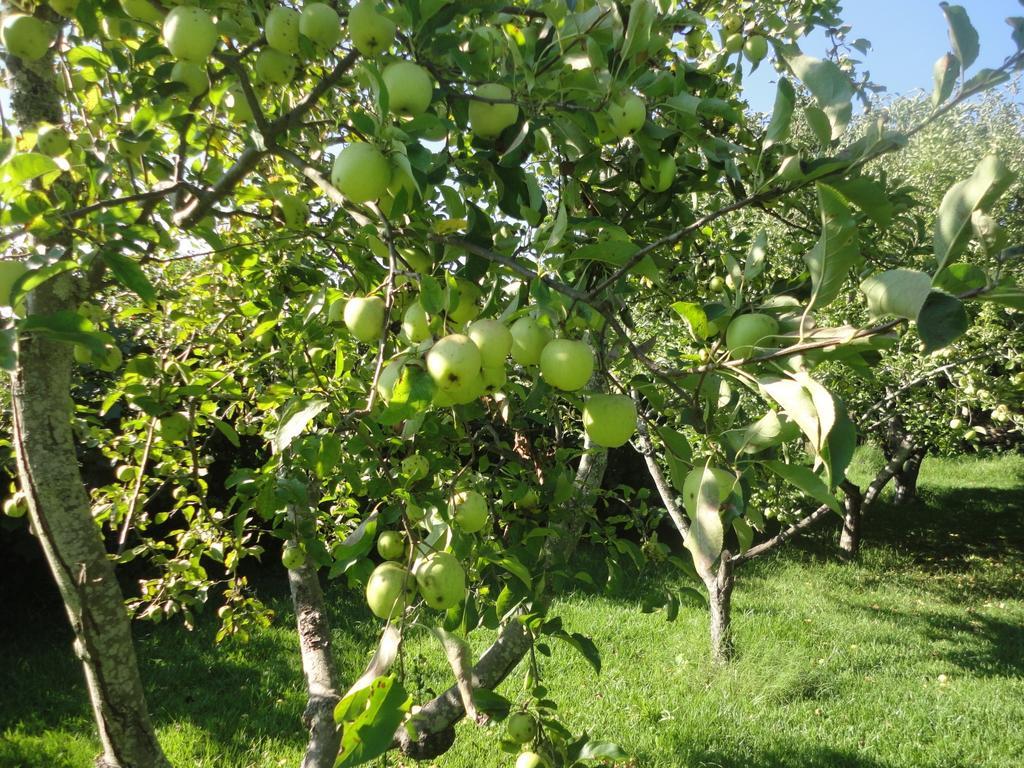 Cork Tree Villa Gondomar  Pokój zdjęcie